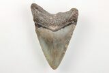 3.17" Fossil Megalodon Tooth - North Carolina - #200703-1
